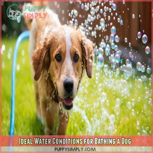 Ideal Water Conditions for Bathing a Dog Ideal Water Conditions for Bathing a Dog