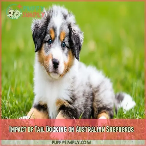 Impact of Tail Docking on Australian Shepherds