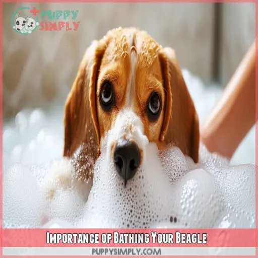 Importance of Bathing Your Beagle