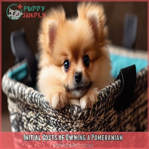 Initial Costs of Owning a Pomeranian