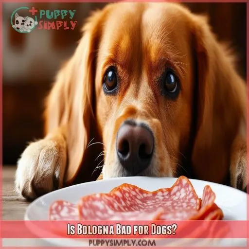 Is Bologna Bad for Dogs