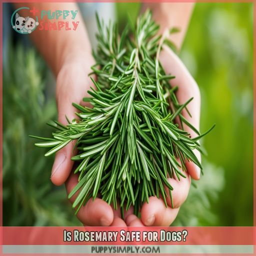 Is Rosemary Safe for Dogs