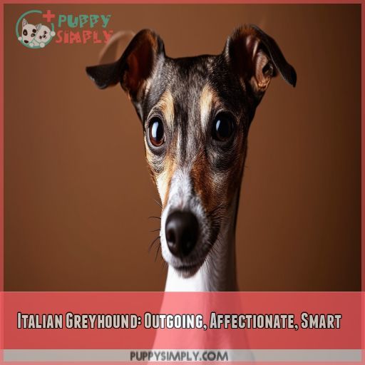 Italian Greyhound: Outgoing, Affectionate, Smart