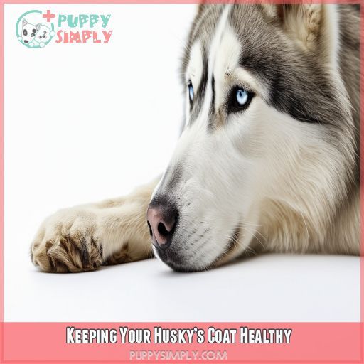 Keeping Your Husky’s Coat Healthy