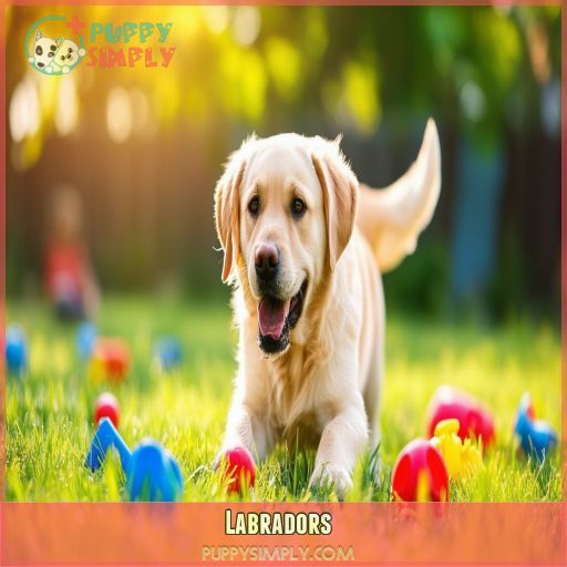 Labradors