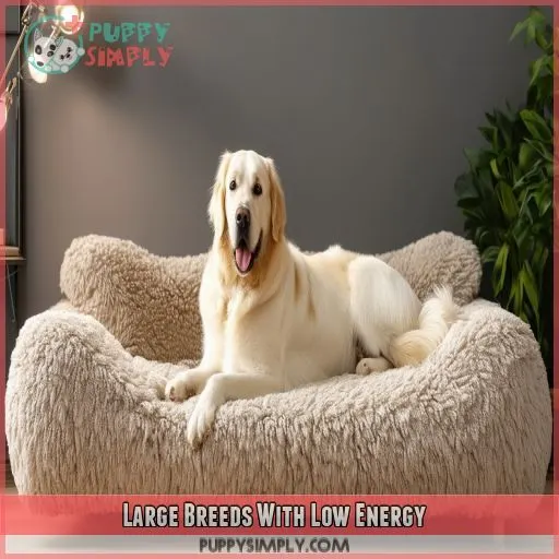 Large Breeds With Low Energy