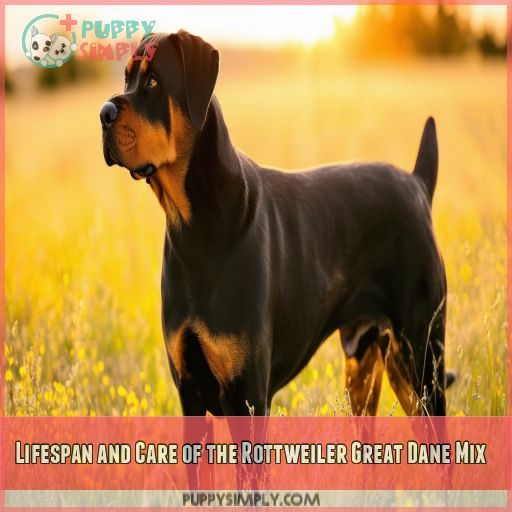 Lifespan and Care of the Rottweiler Great Dane Mix