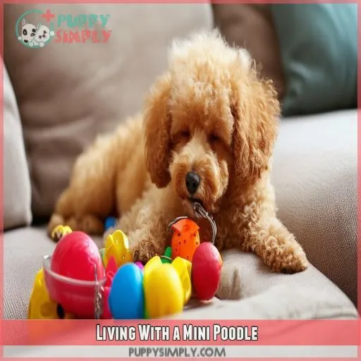 Living With a Mini Poodle