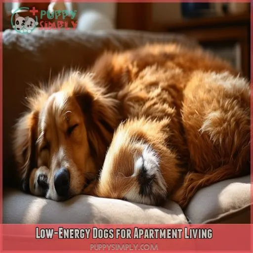 Low-Energy Dogs for Apartment Living