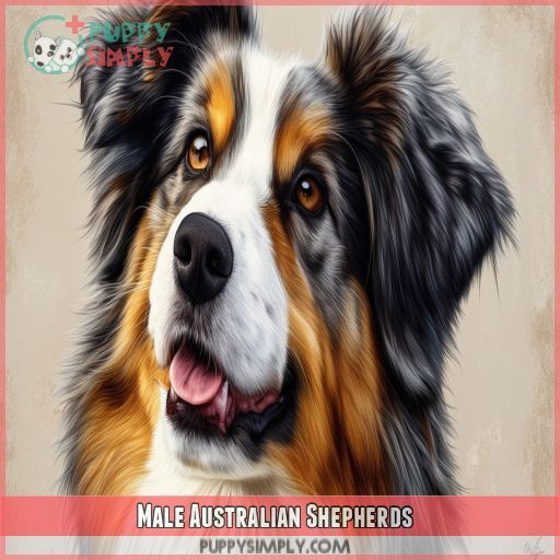 Male Australian Shepherds Male Australian Shepherds