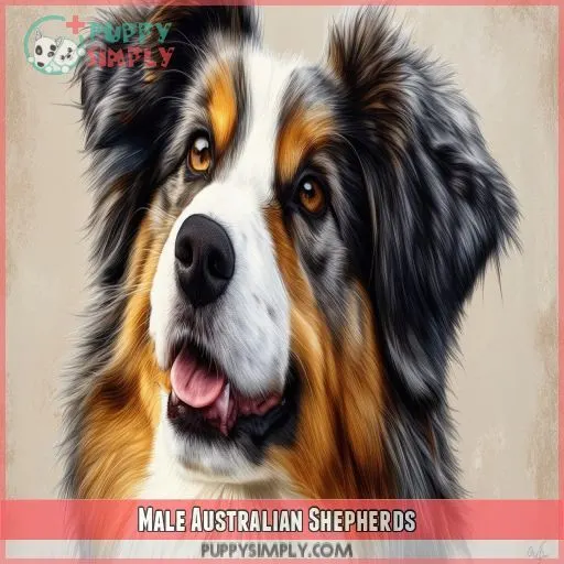 Male Australian Shepherds