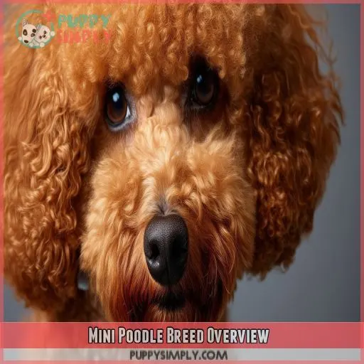 Mini Poodle Breed Overview