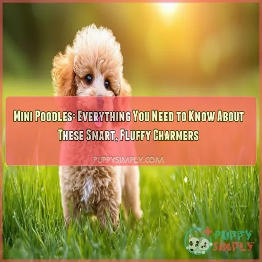 mini poodles everything you could want to know