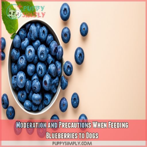 Moderation and Precautions When Feeding Blueberries to Dogs