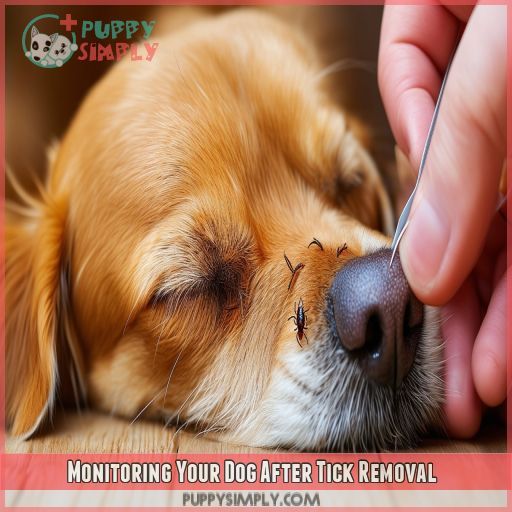 Monitoring Your Dog After Tick Removal
