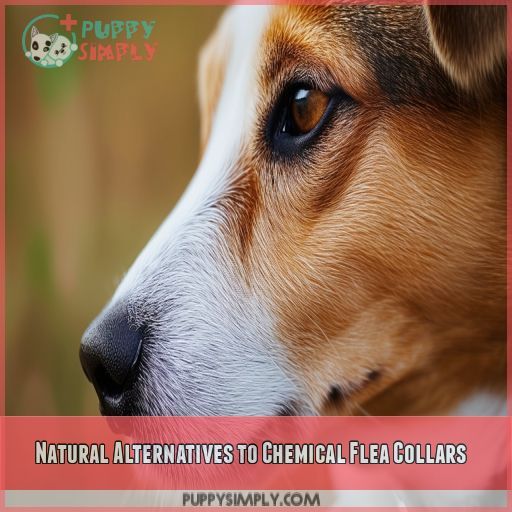 Natural Alternatives to Chemical Flea Collars