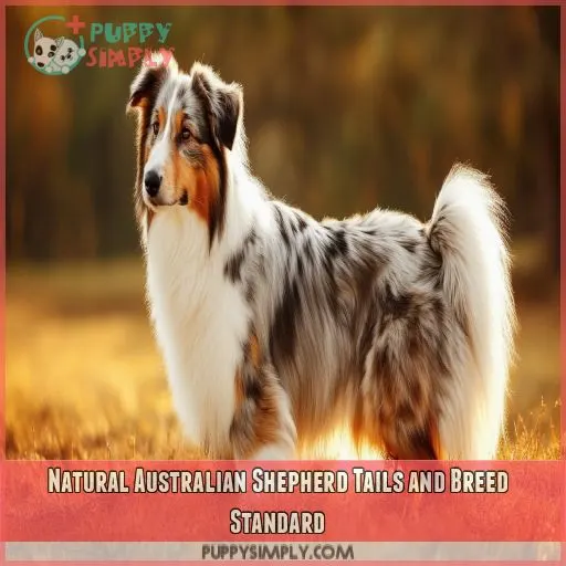 Natural Australian Shepherd Tails and Breed Standard