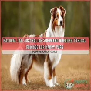 Natural tail Australian Shepherd breeder