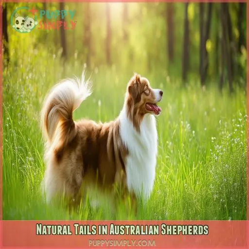 Natural Tails in Australian Shepherds