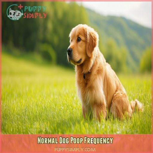 Normal Dog Poop Frequency
