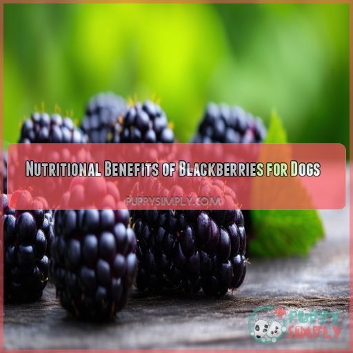 Nutritional Benefits of Blackberries for Dogs