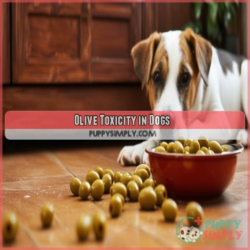 Olive Toxicity in Dogs