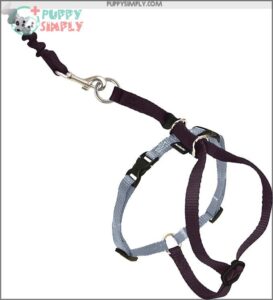 PetSafe Come with Me Kitty B001OOZT3Y