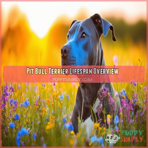 Pit Bull Terrier Lifespan Overview