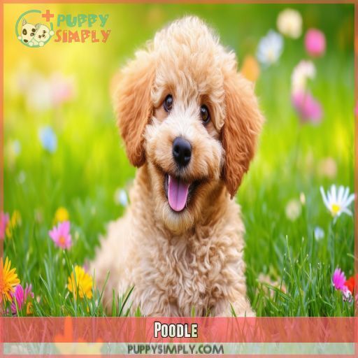 Poodle Poodle