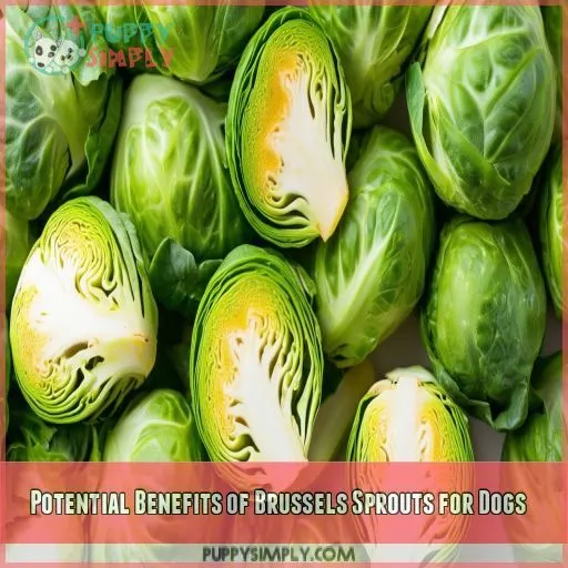 Potential Benefits of Brussels Sprouts for Dogs