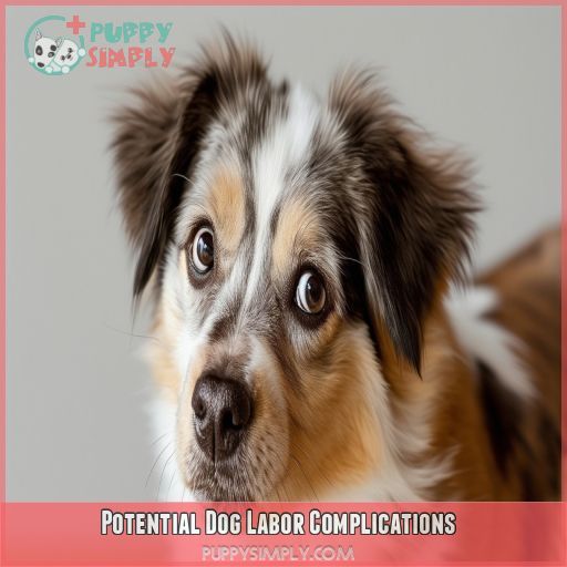 Potential Dog Labor Complications