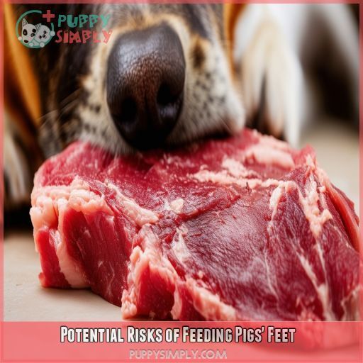 Potential Risks of Feeding Pigs' Feet Potential Risks of Feeding Pigs' Feet