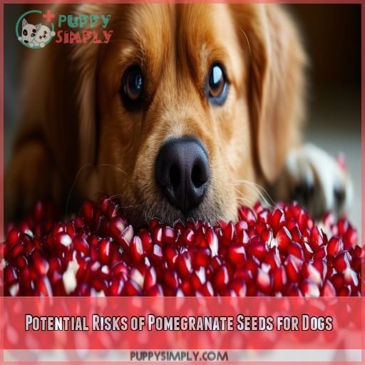 Potential Risks of Pomegranate Seeds for Dogs