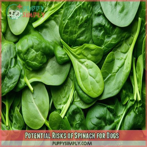 Potential Risks of Spinach for Dogs