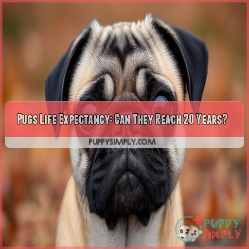 Pugs Life Expectancy: Can They Reach 20 Years