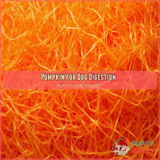 Pumpkin for Dog Digestion