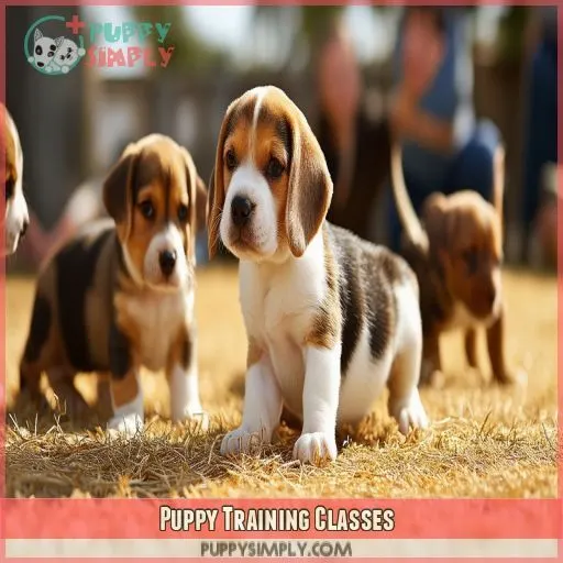 Puppy Training Classes