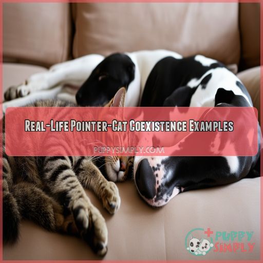 Real-Life Pointer-Cat Coexistence Examples