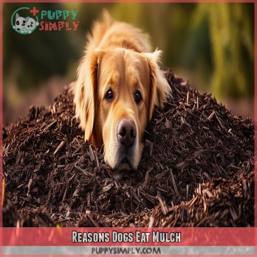 Reasons Dogs Eat Mulch