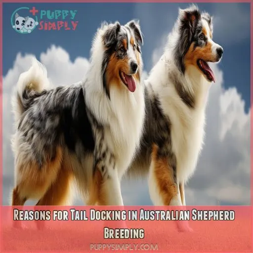 Reasons for Tail Docking in Australian Shepherd Breeding