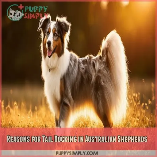 Reasons for Tail Docking in Australian Shepherds