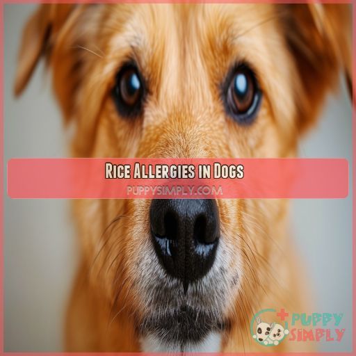Rice Allergies in Dogs