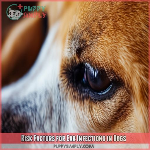 Risk Factors for Ear Infections in Dogs