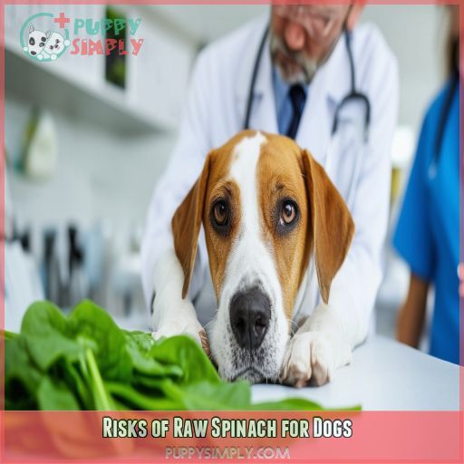 Risks of Raw Spinach for Dogs