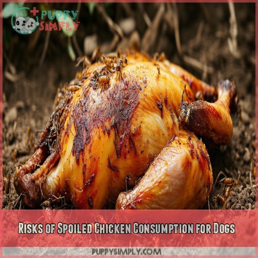 Risks of Spoiled Chicken Consumption for Dogs