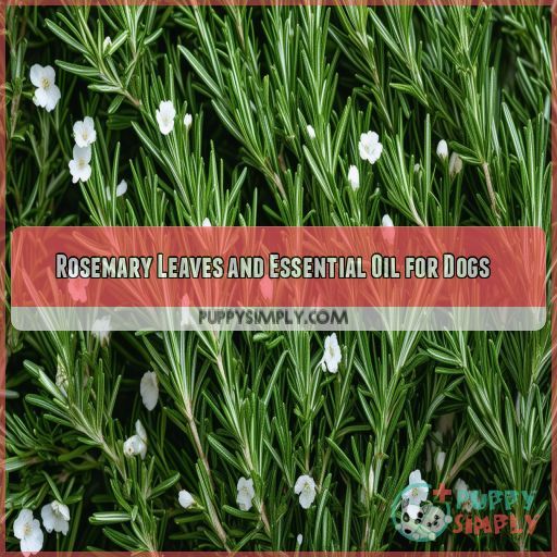 Rosemary Leaves and Essential Oil for Dogs