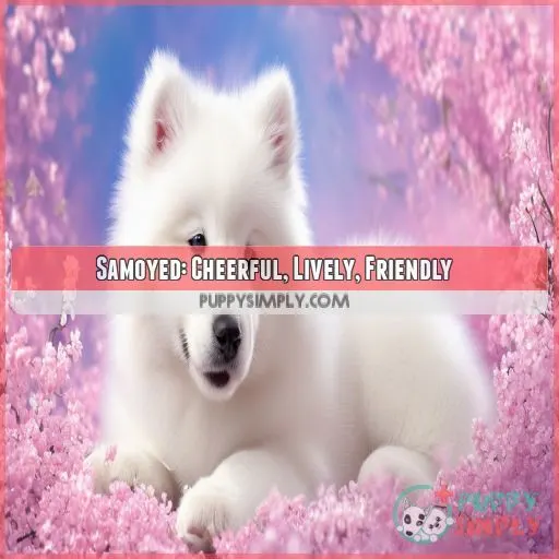 Samoyed: Cheerful, Lively, Friendly