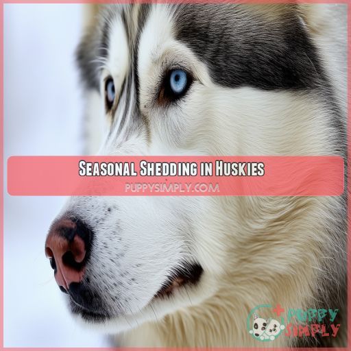 Seasonal Shedding in Huskies