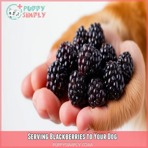 Serving Blackberries to Your Dog
