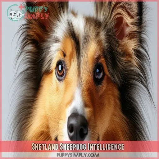 Shetland Sheepdog Intelligence